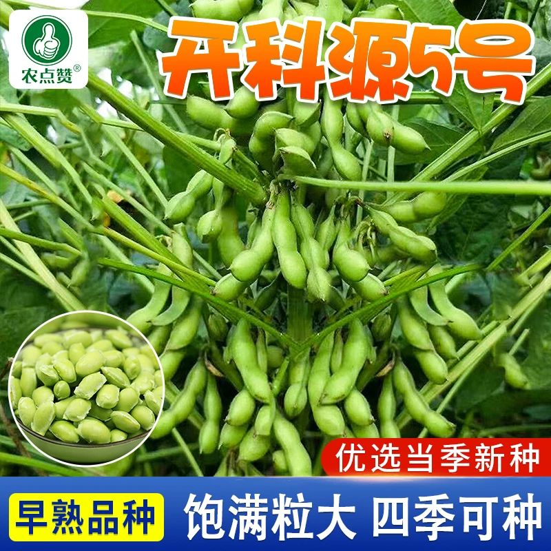 开科源5号毛豆种子大青豆种孑籽四季早熟高产颗粒饱满大黄豆种籽