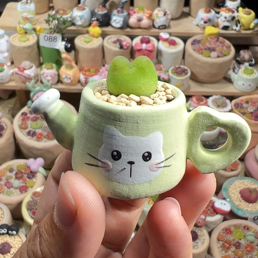 多肉植物134号拇指盆