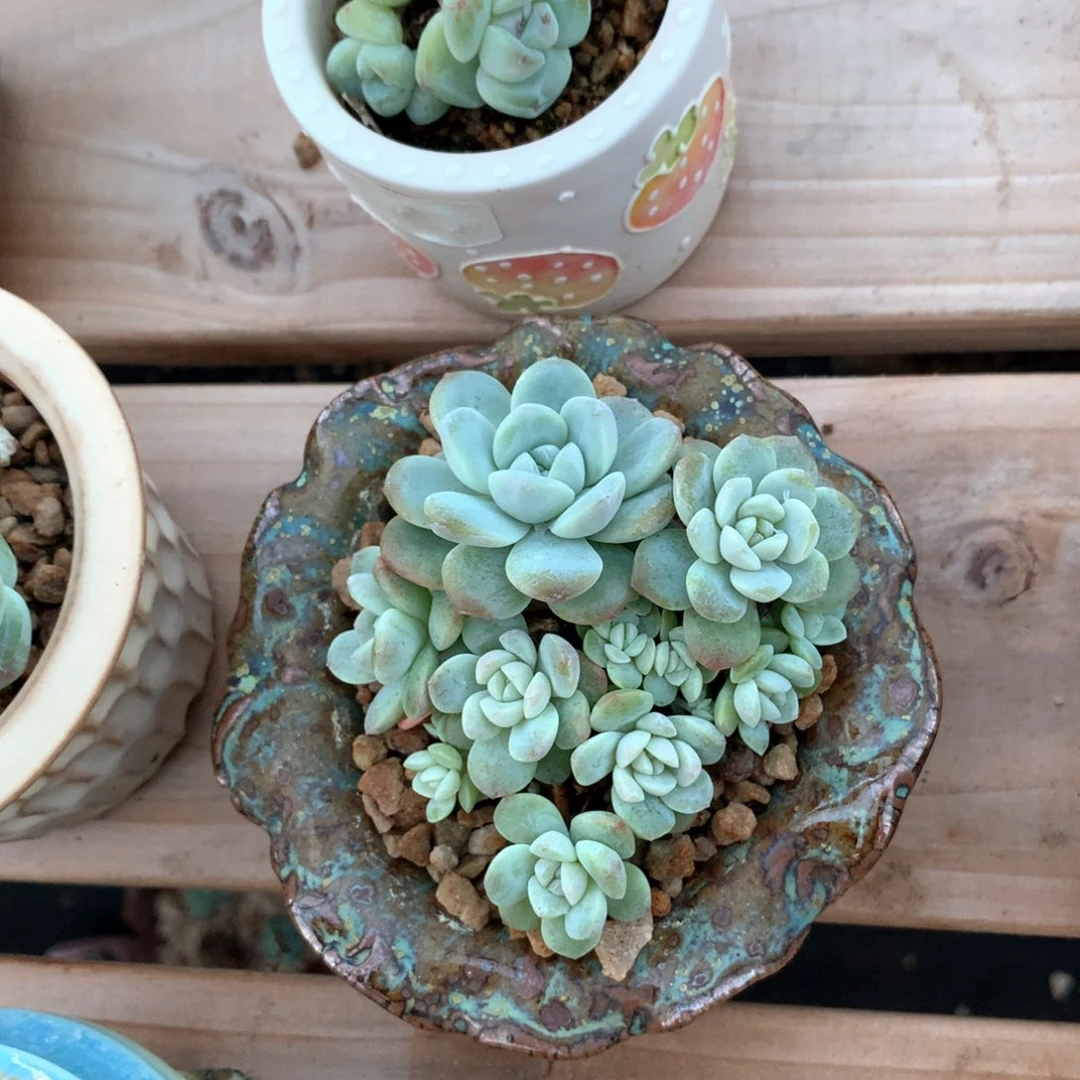 冰玉多头还是不错