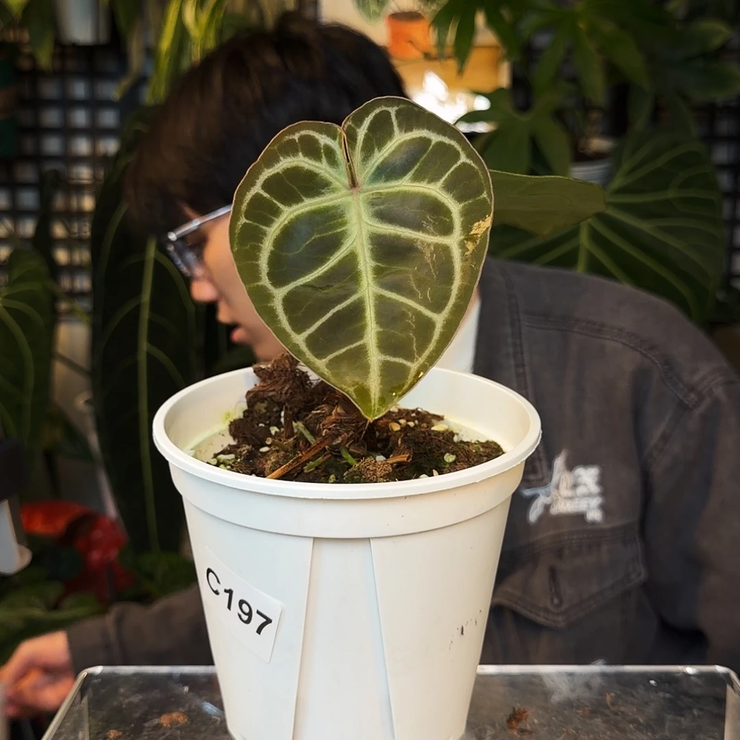 完全开放C197  圆脸水晶杂粗脉水晶