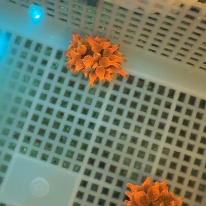 牛****奶嘴海葵红奶11111