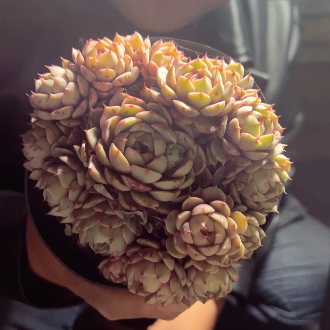 笨吧蒂斯手捧群生