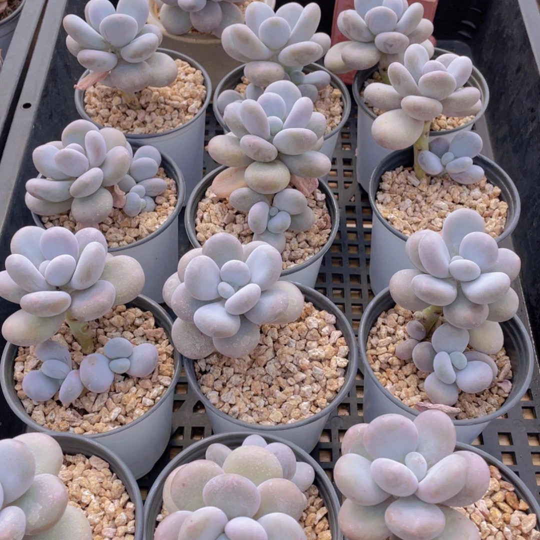 量拍39号 大叶奶水光针原始奶单头带腿一个