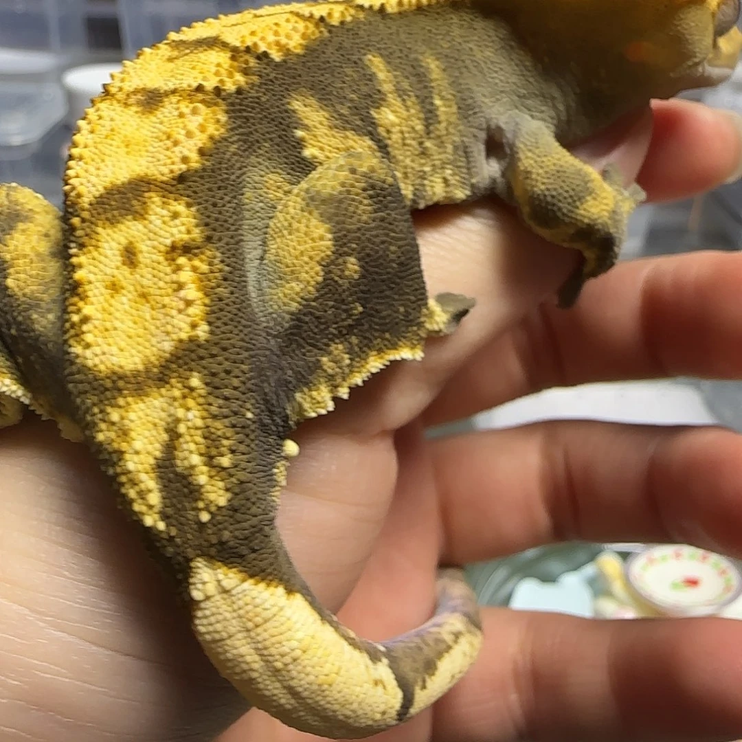 阿***ﮔ睫角守宫睫角守宫母