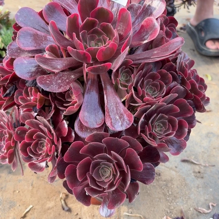 多肉植物 734 爱神,