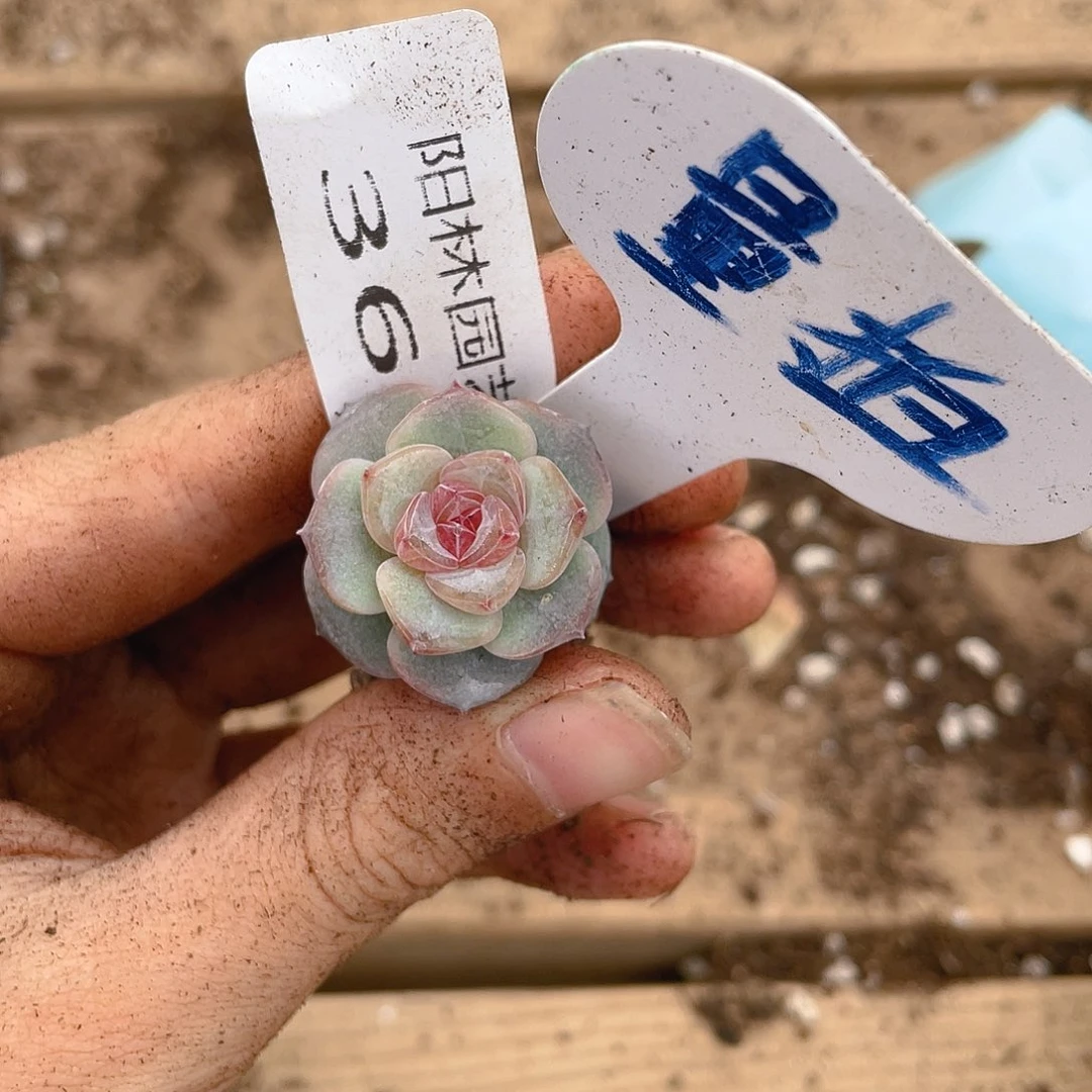 量拍多肉植物多肉植物362