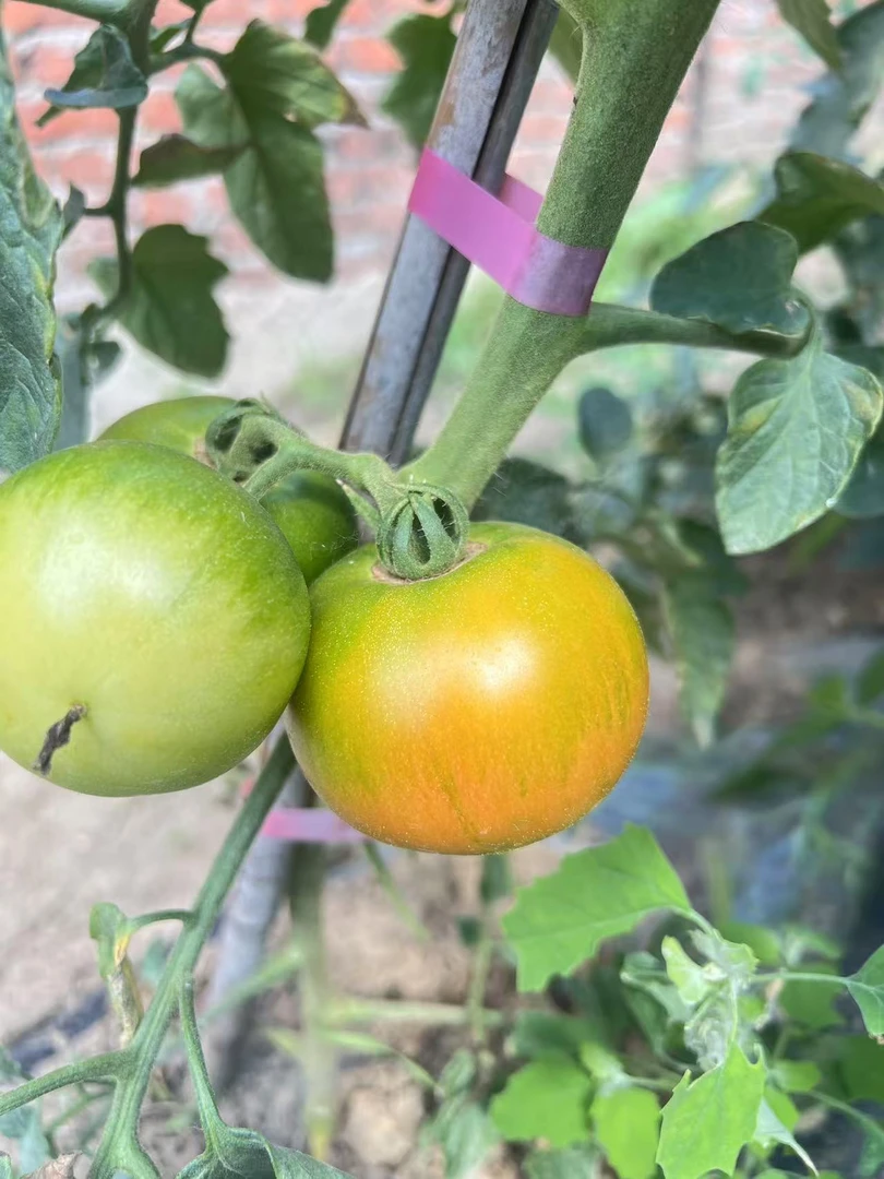 【农家小院】东北草莓柿子原产地采摘包邮新鲜现摘