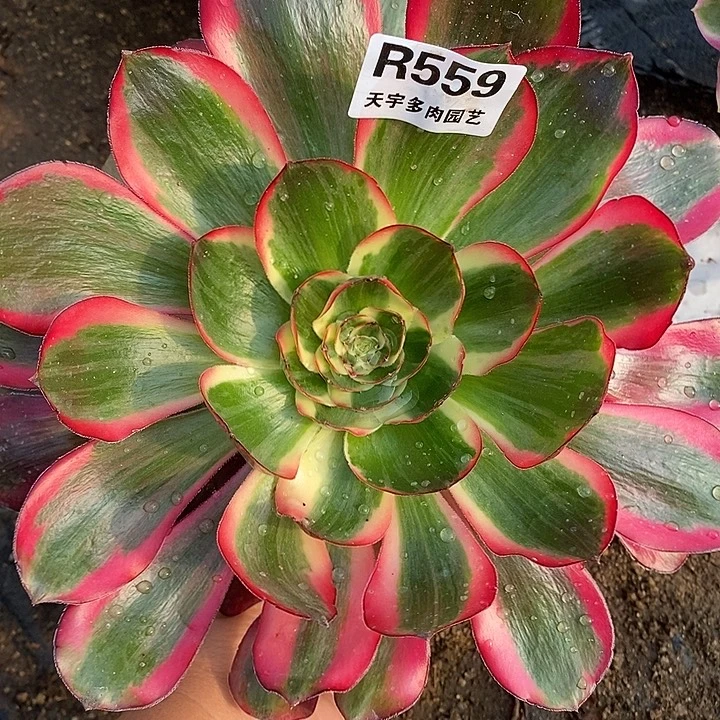 多肉植物巫毒白559多肉