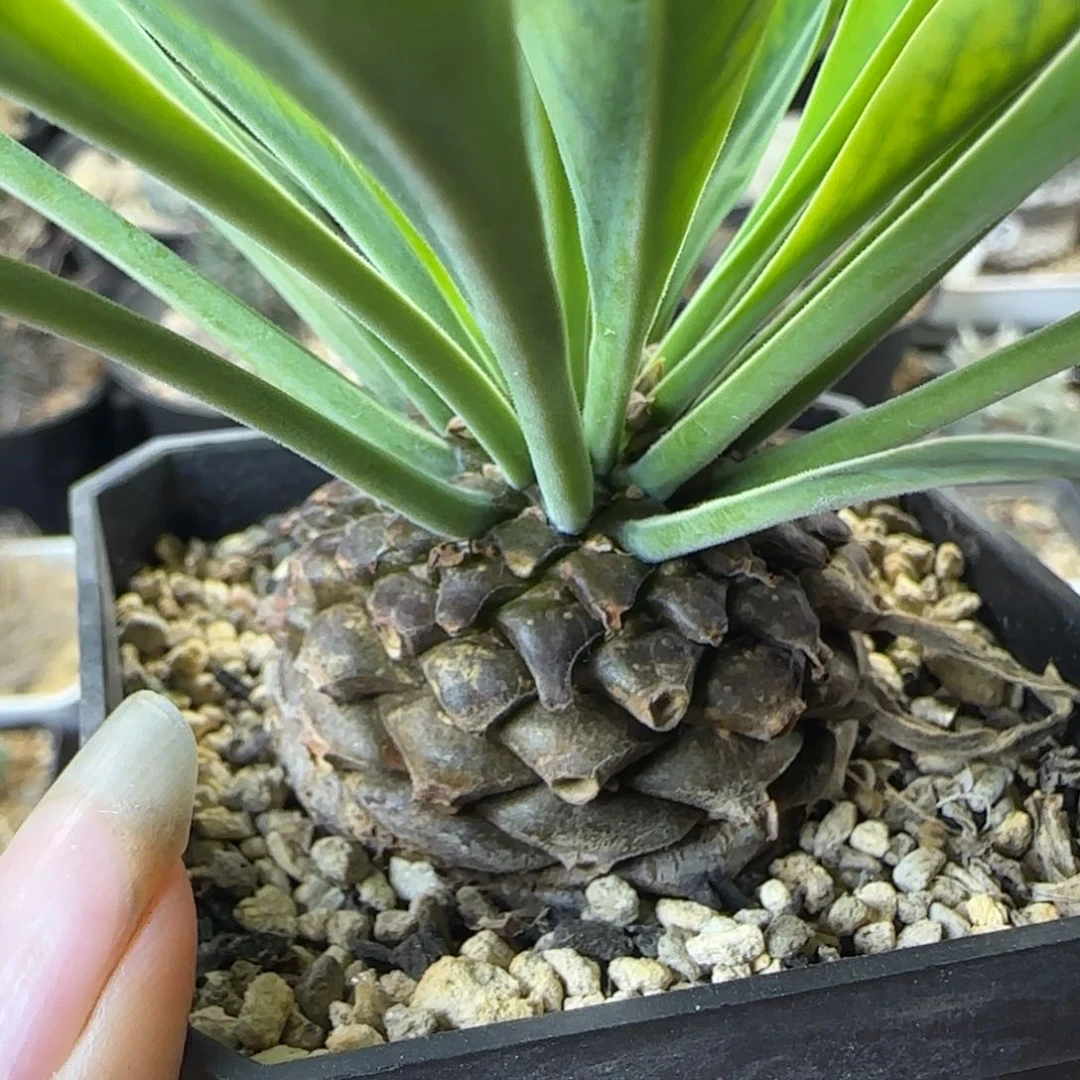 0008实生铁甲丸多肉