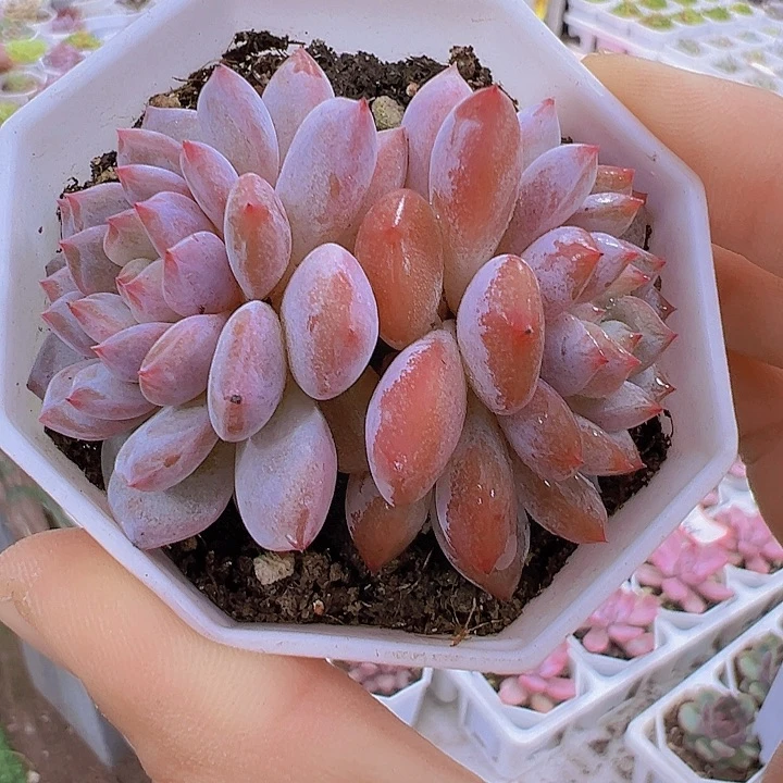 双头星星橙19包邮多肉