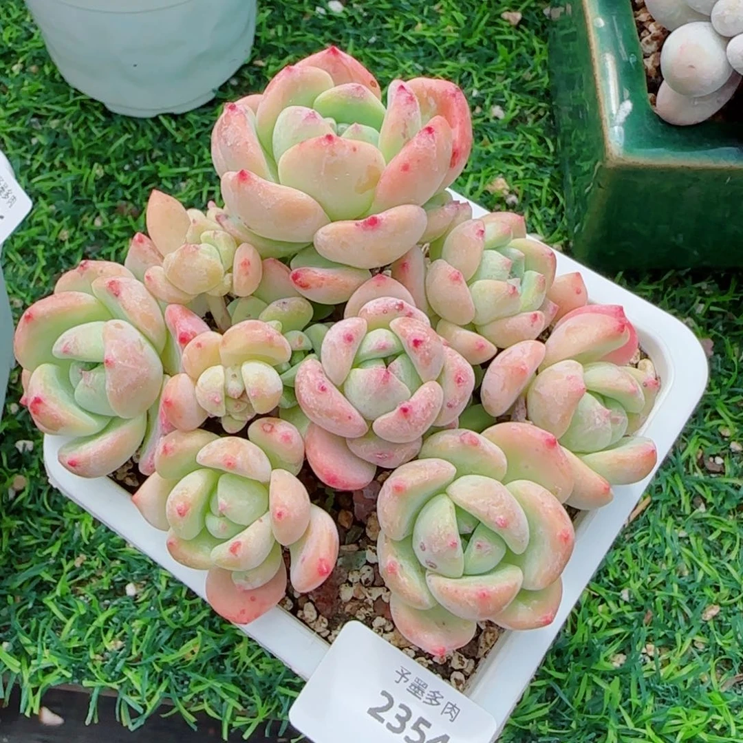 望舒无砍2354多肉植物