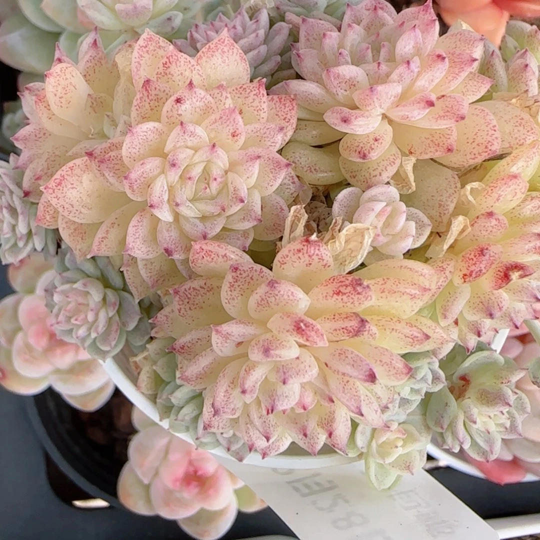 a***a花语多肉1228-224散