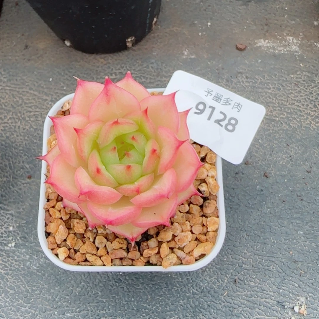 玉玲珑，9128多肉植物