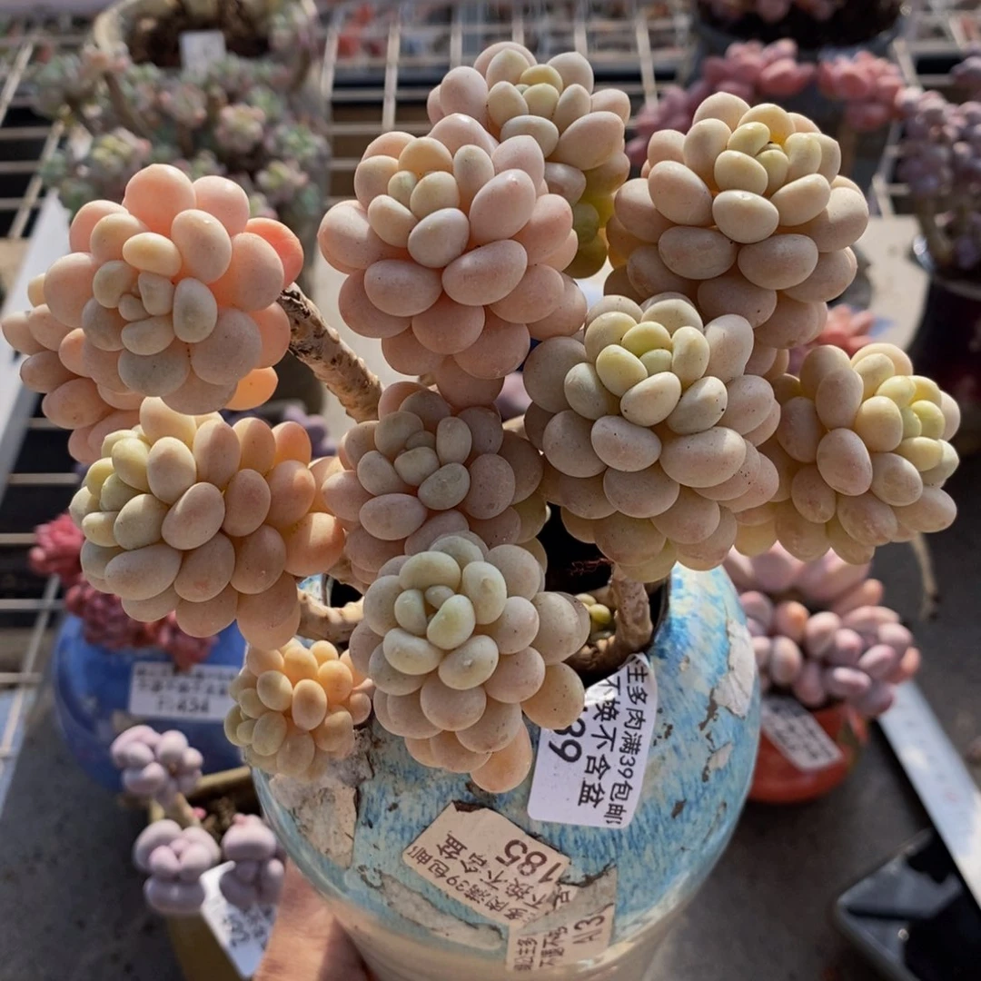 云****?洛可可439/10cm多肉