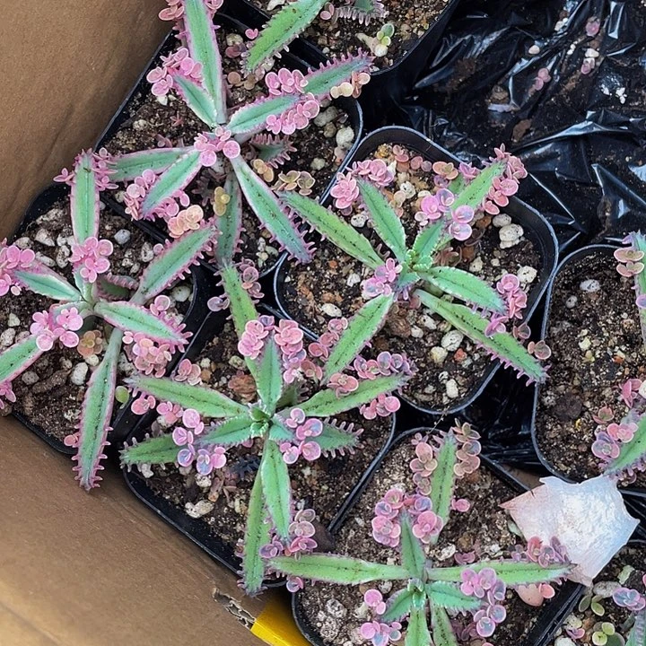 不死鸟带盆土发货