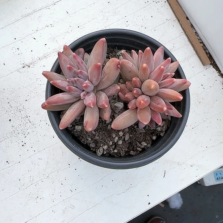 堂****姐青蛙王子儿童牙膏111