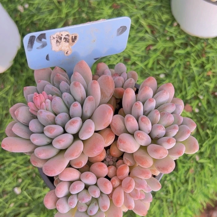 小****喜健健康康平平安安