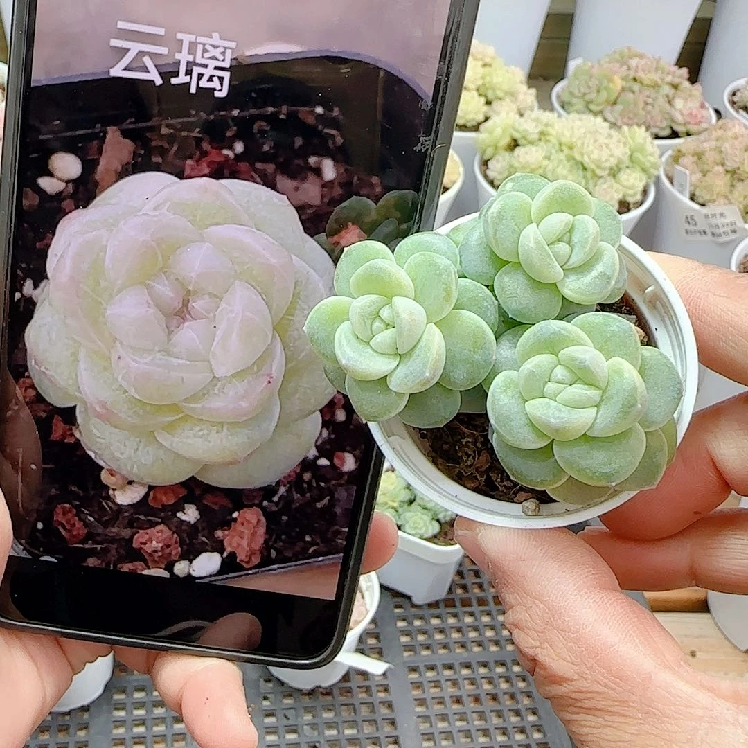 1205-16（云璃）优选多肉