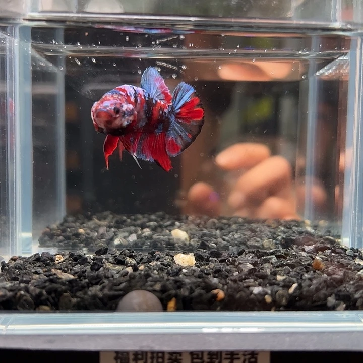 斗鱼竞拍跑单拉黑9日131