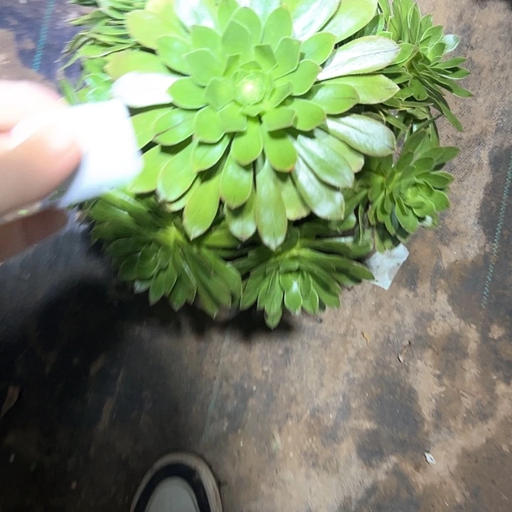 多肉法师植物链接72