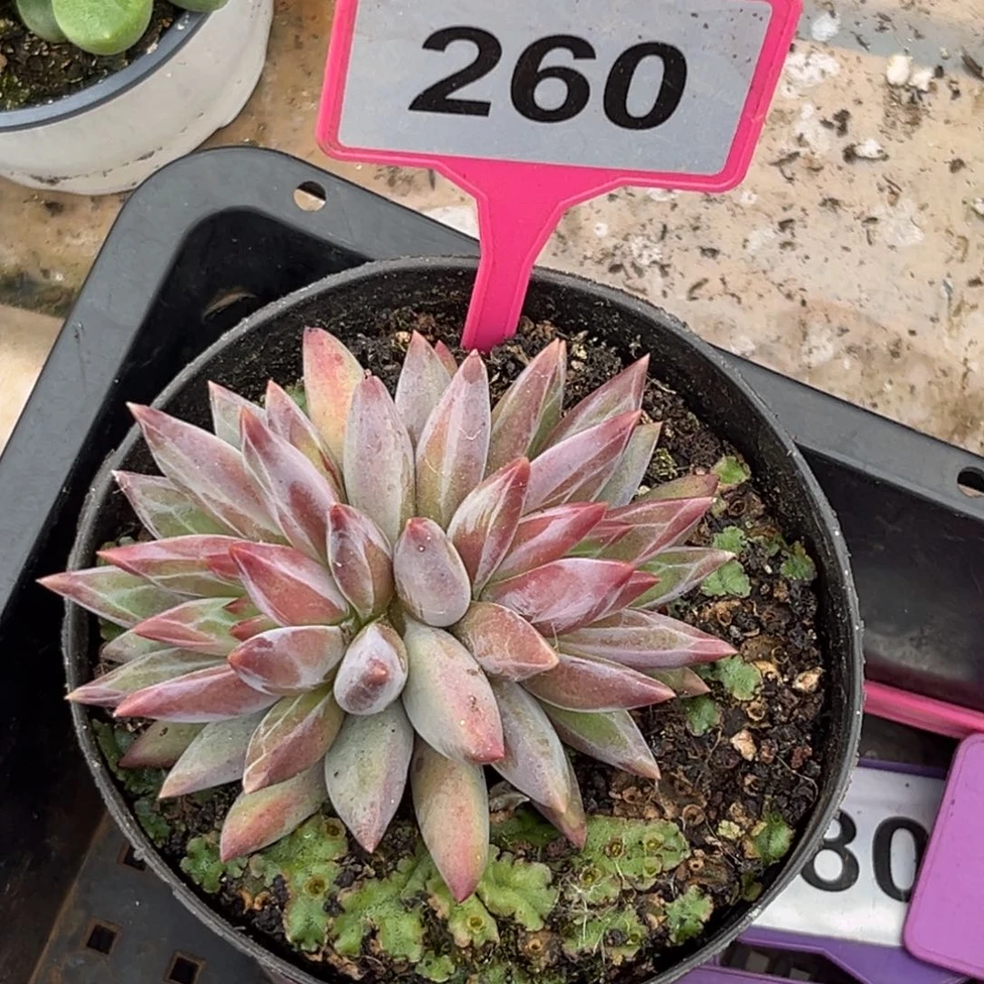 多肉植物虞美人260