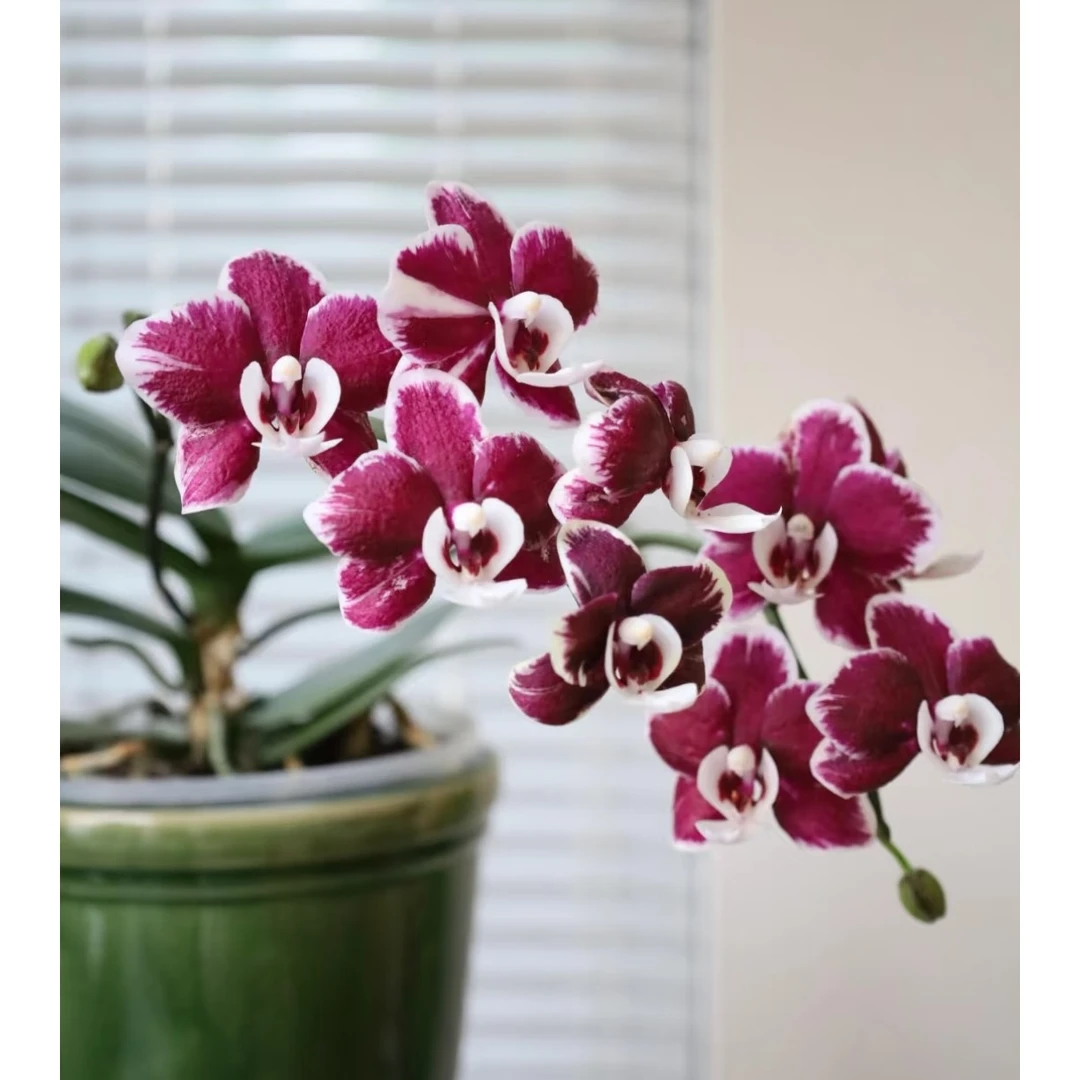 【黑美人】开花株蝴蝶兰盆栽室内花卉好养活