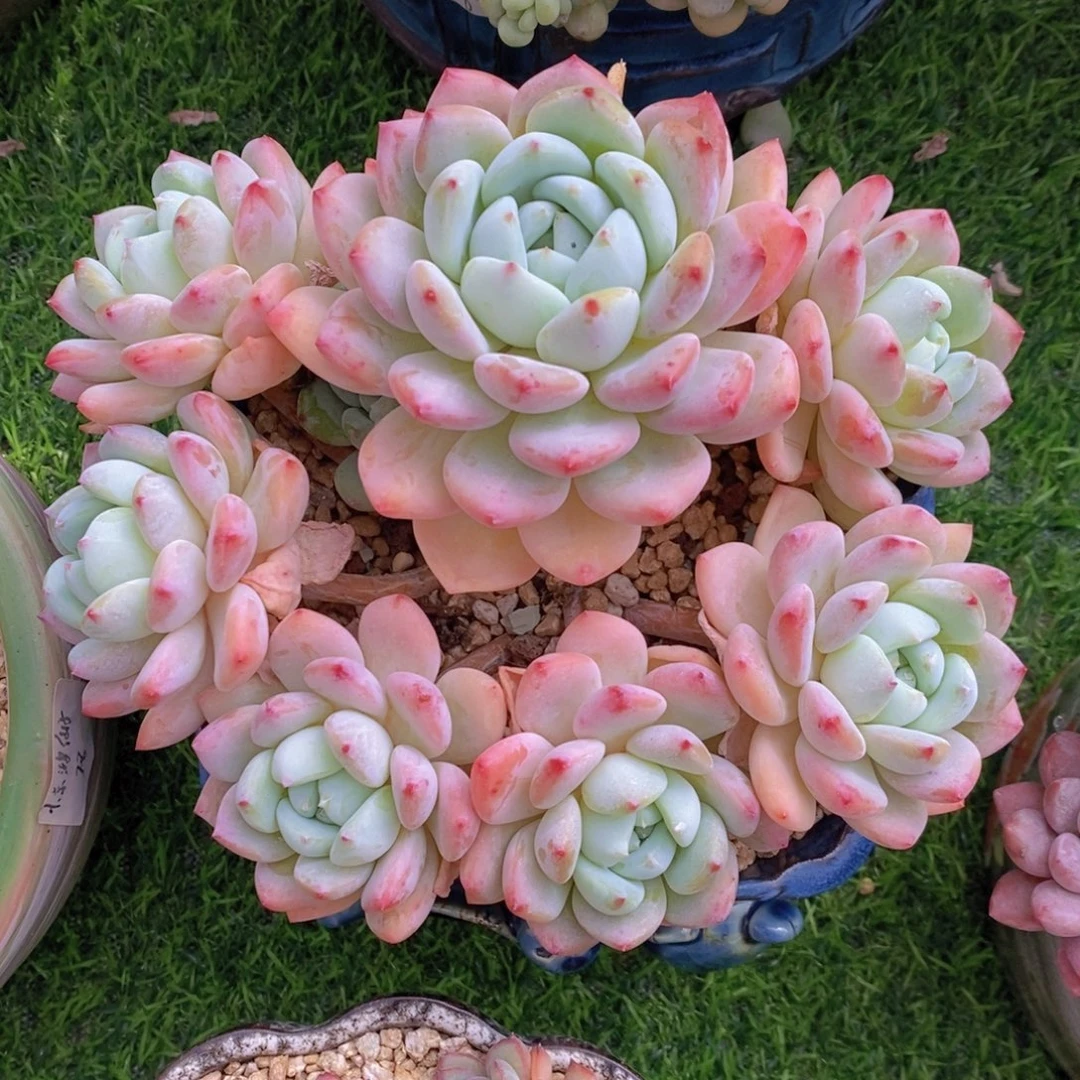 望舒 一物一拍 多肉