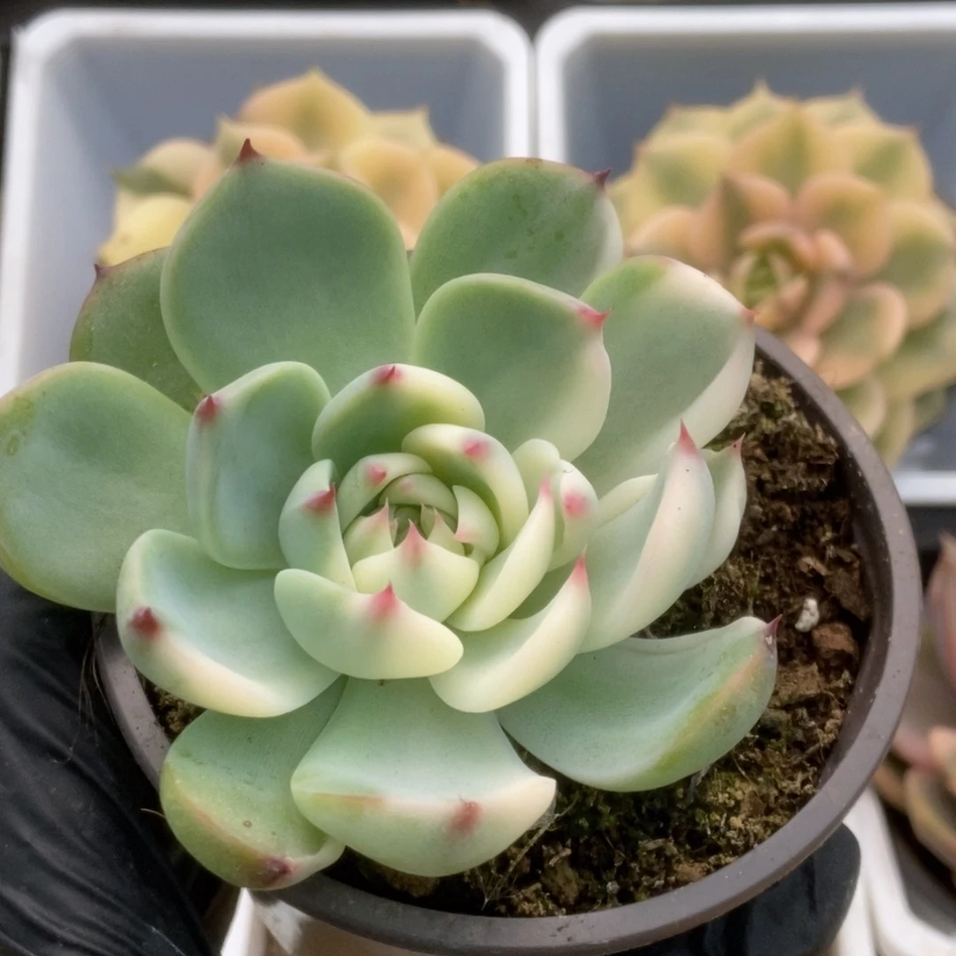 625锦锦锦锦锦锦锦锦