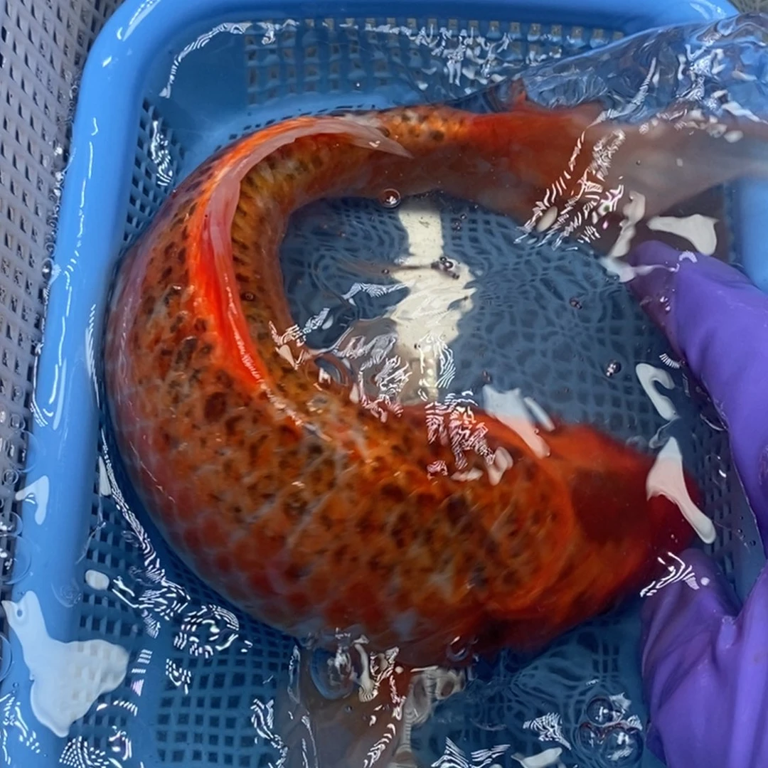 锦鲤冷水锦鲤包邮