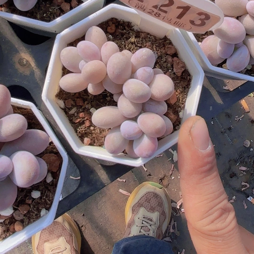 E213黄鸡蛋奶酪一物一拍