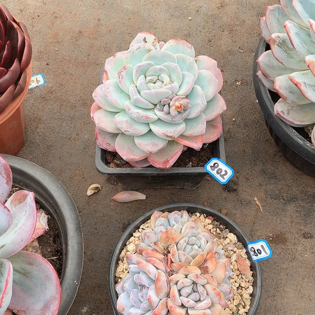 802冰玉 一物一拍多肉