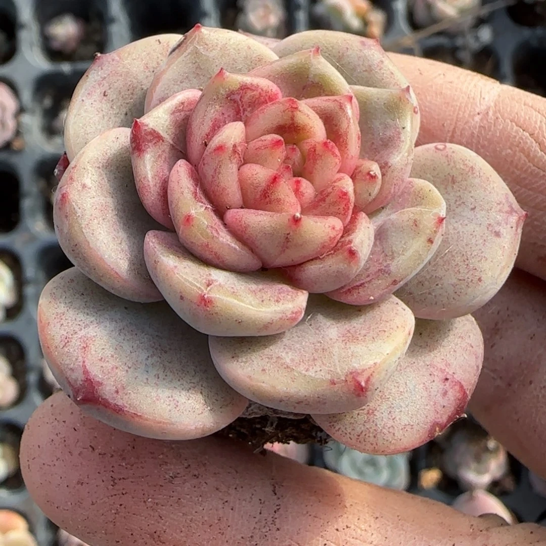 小卡拉米糖心一物一拍