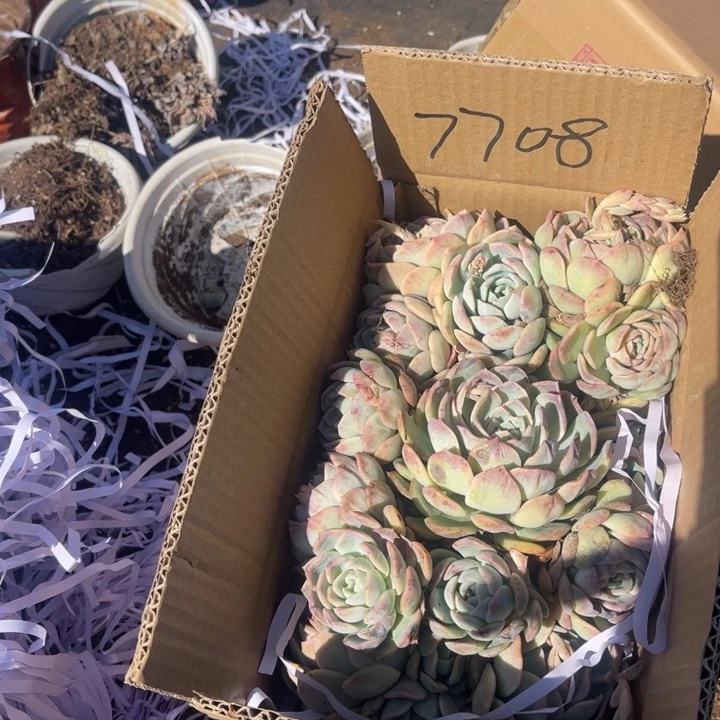 七***?7708莎莎女王（不售后）