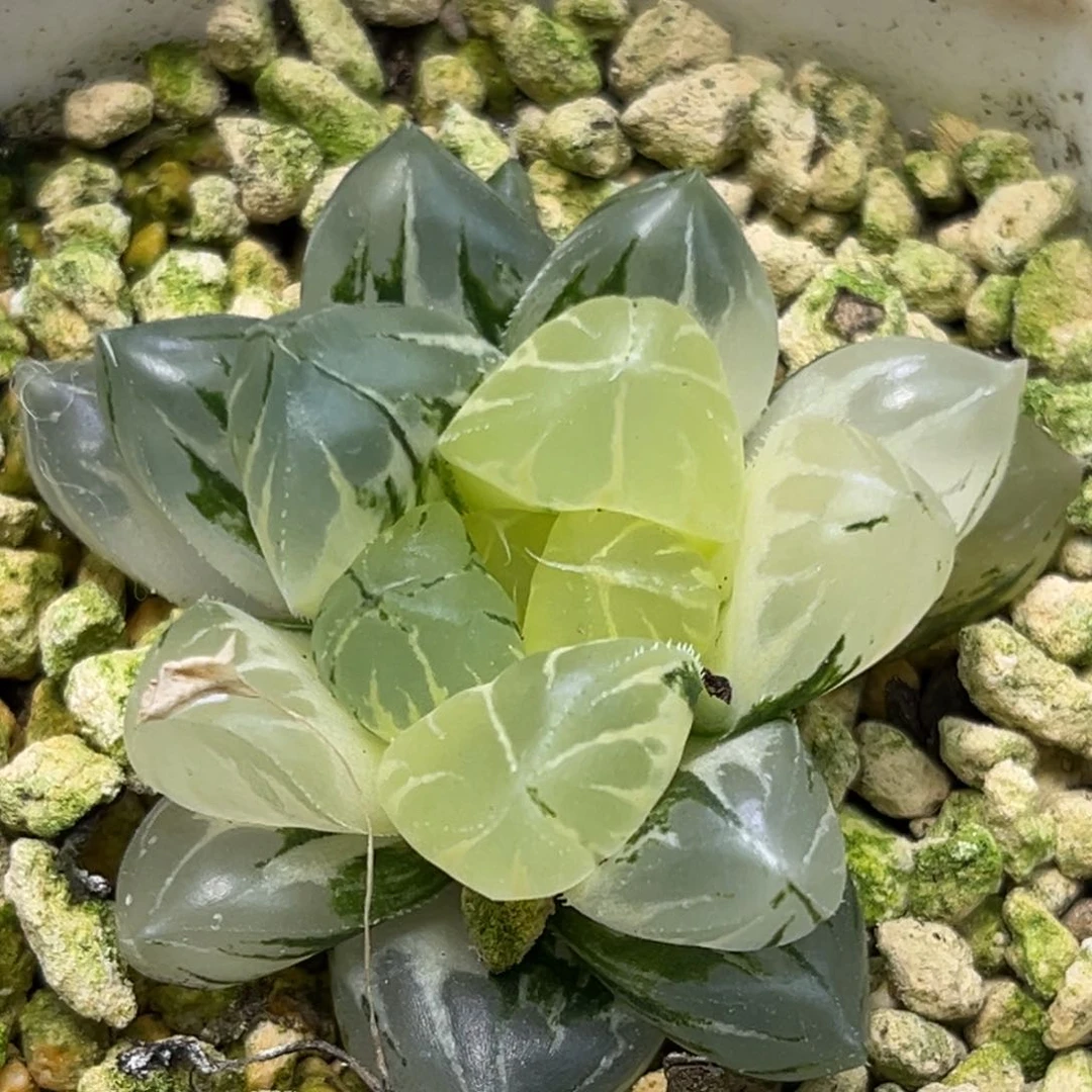 恭喜发财大吉大利0437