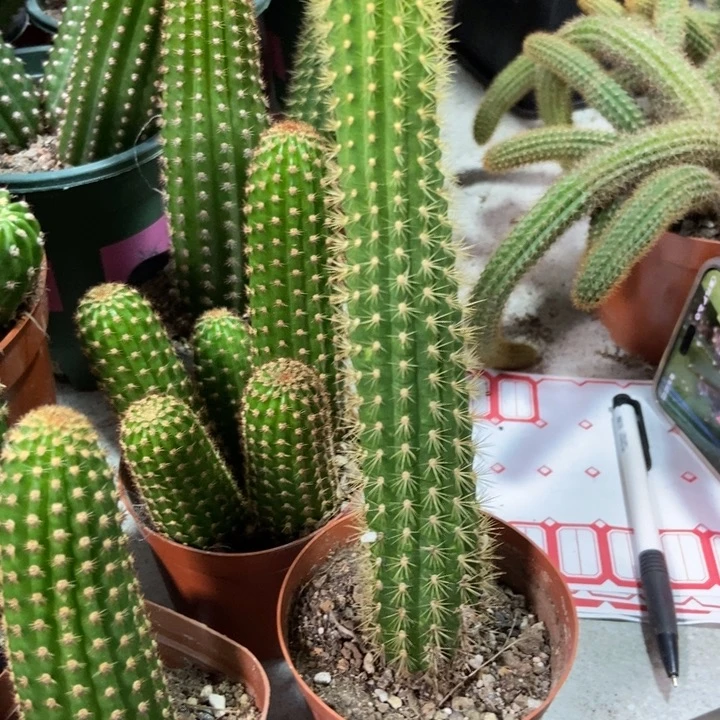 兴***月仙人球欧若拉一物一拍