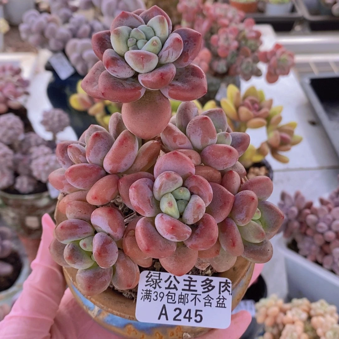 樱花洛神8cm245多肉植物