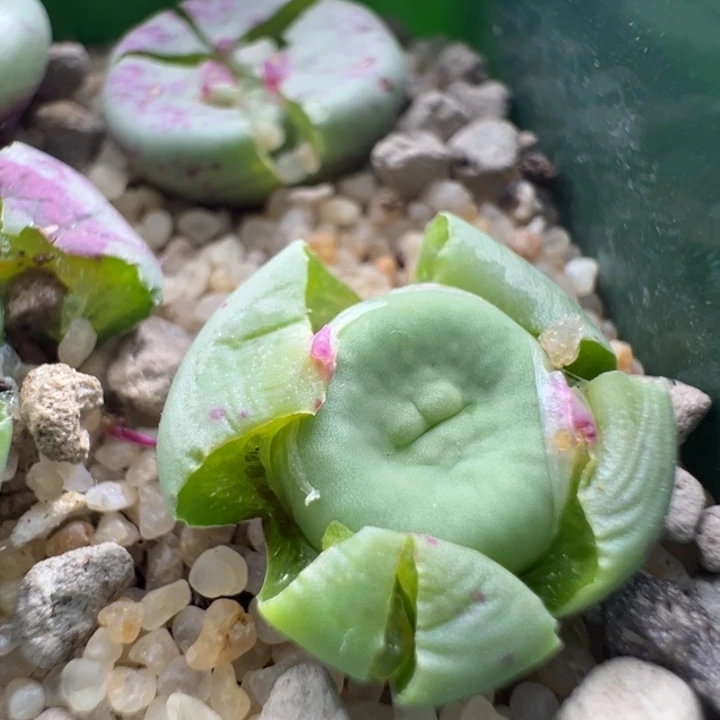 217。SSW贝特粉嘴