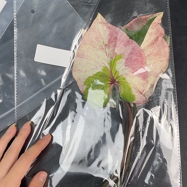 无花朵Q392袋装发货