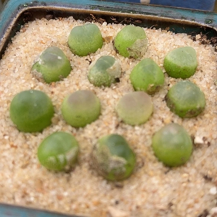 拉登一颗0.6-0.8厘米