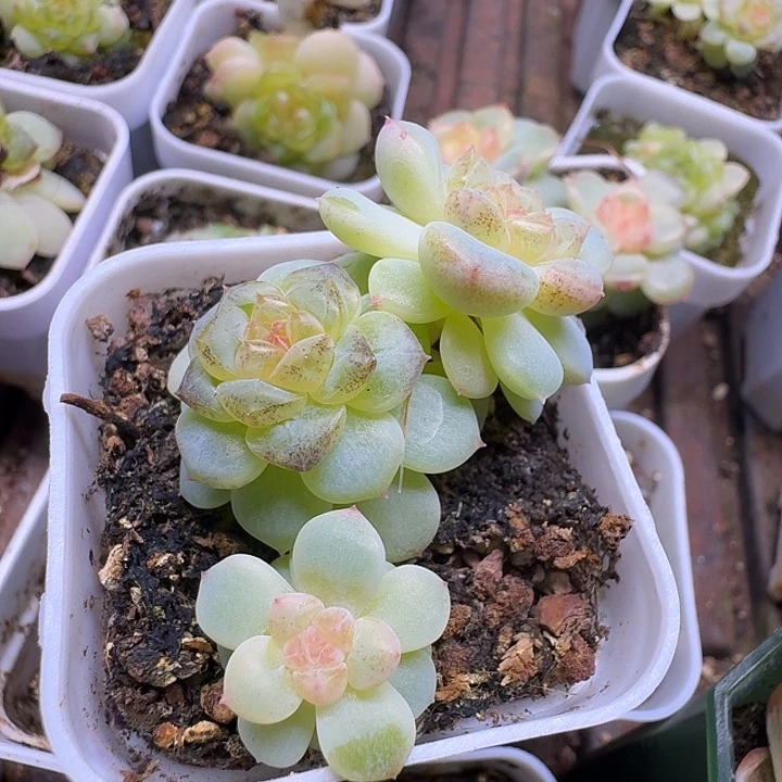 甜心竹马专拍福利