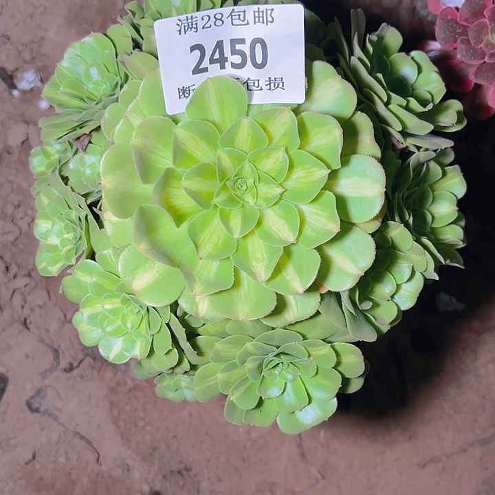 2450翡翠琉璃多肉植物