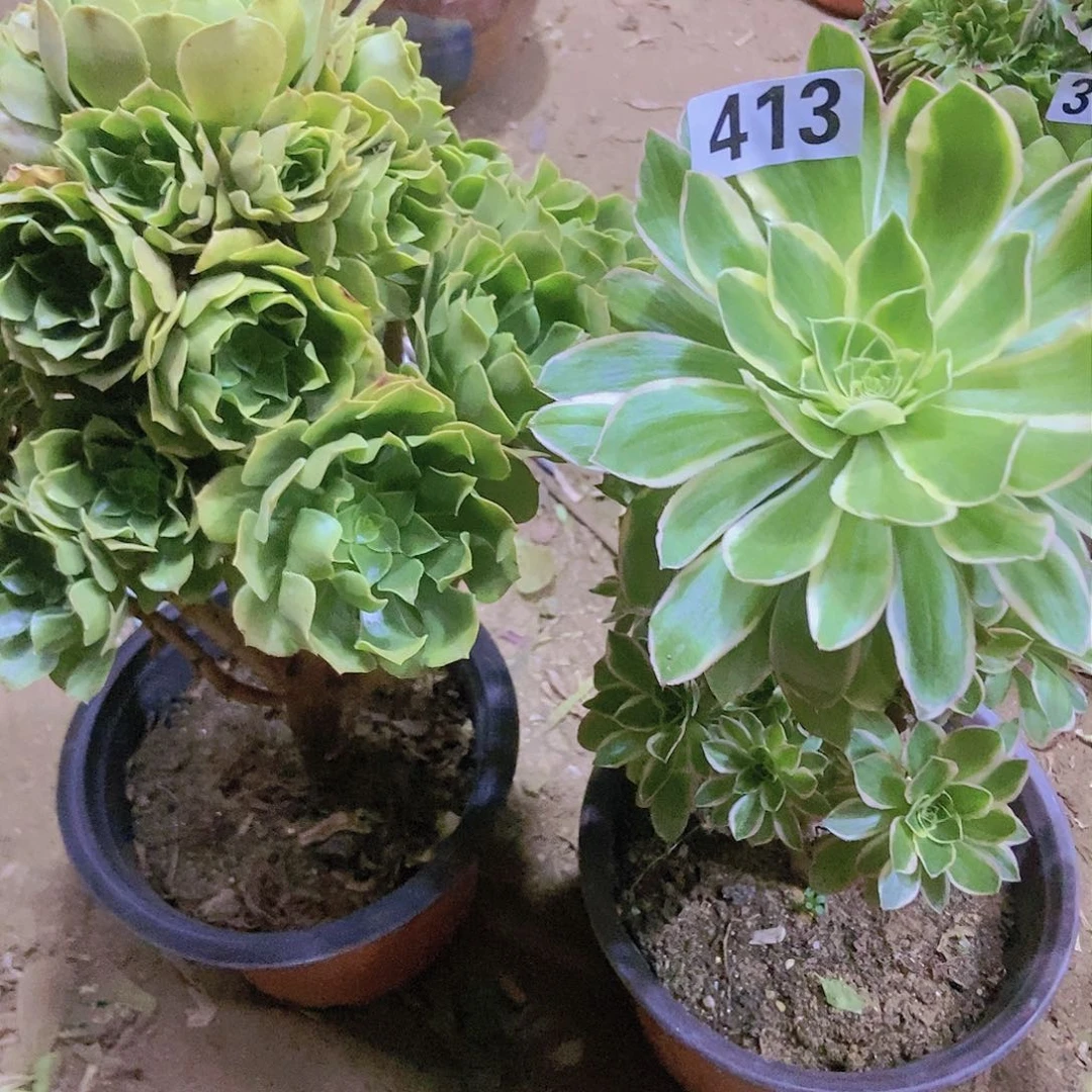 向**?413两个老庄朵朵特价不