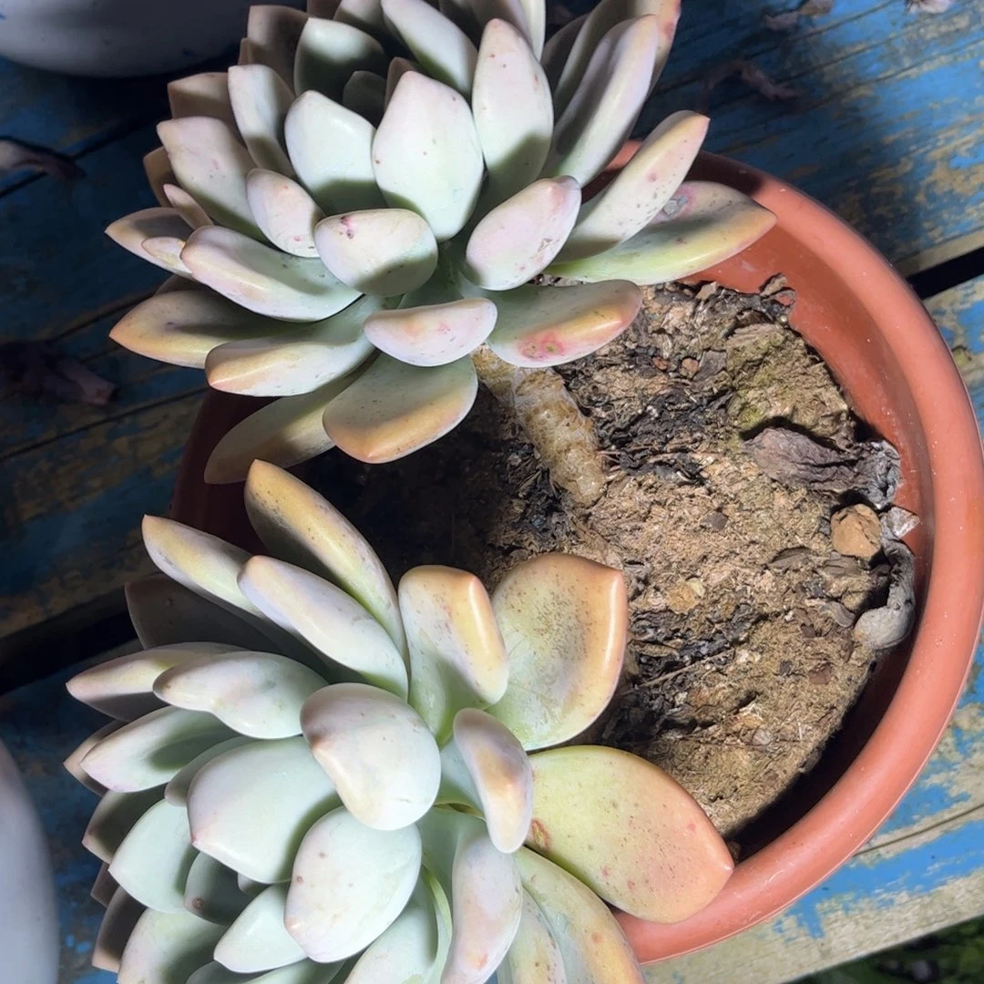 新疆西藏内蒙不包邮，奥普