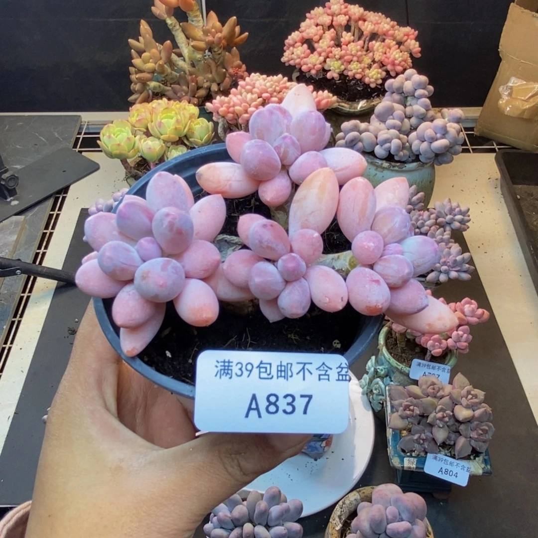 837香水手指奶多肉8c m