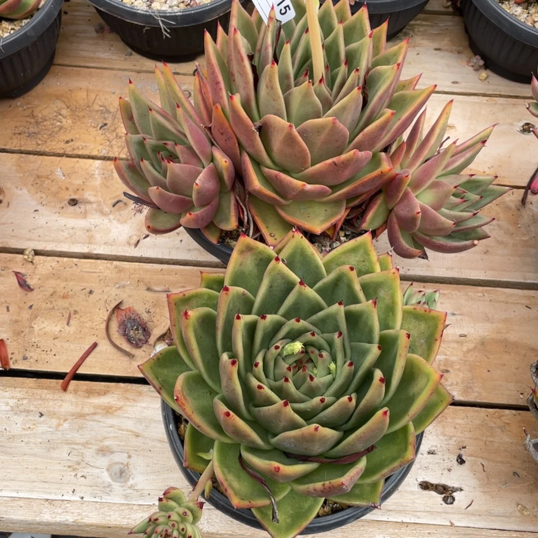 无花朵若如东云组拍E915