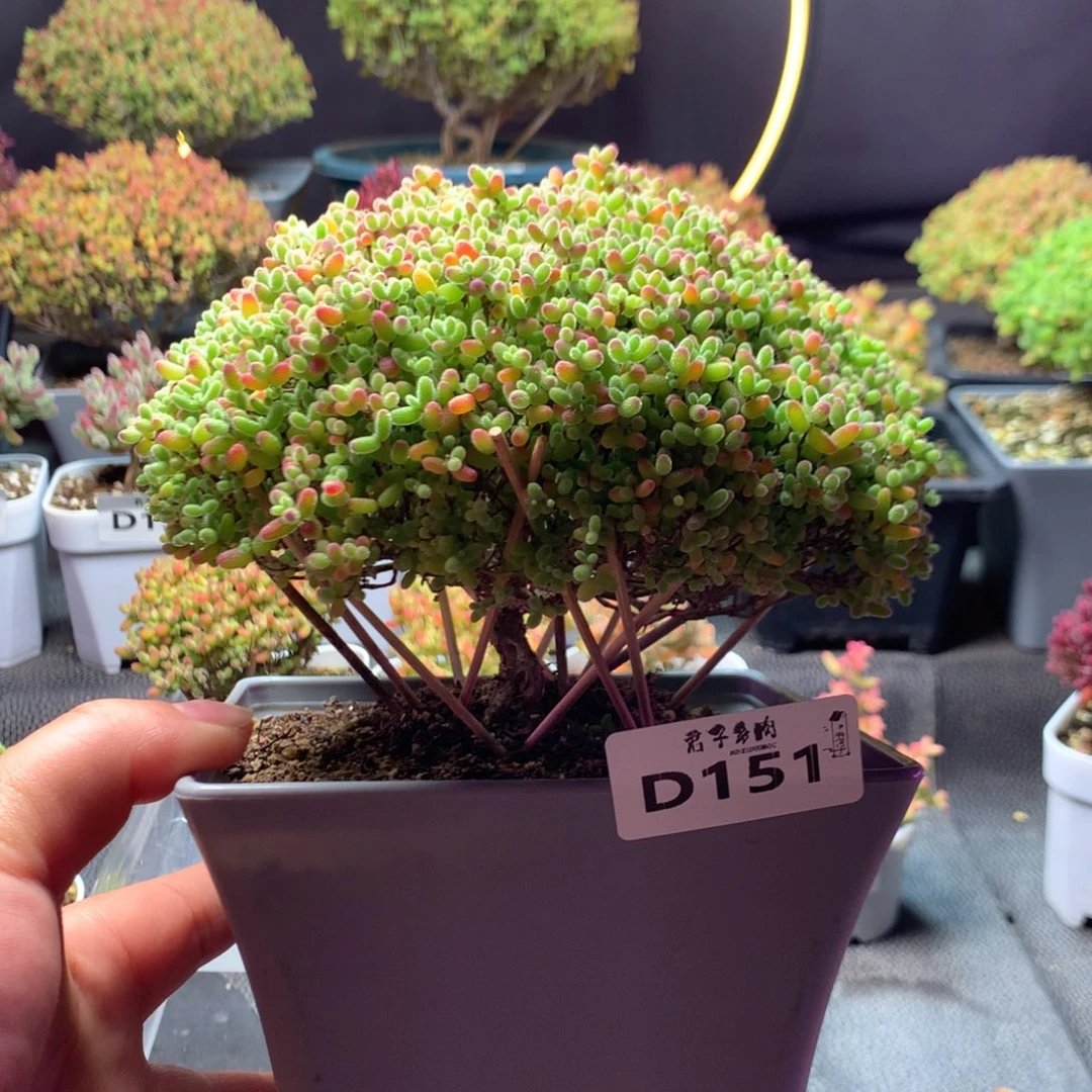 151蜜橘糖球