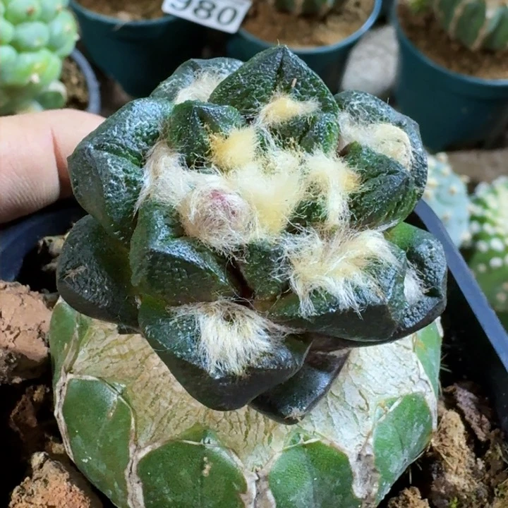 福利苗接短宽龙角993