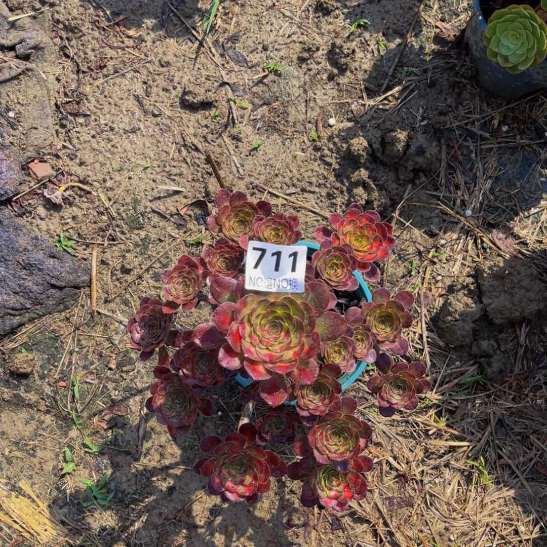 晚霞法师朵朵5-外