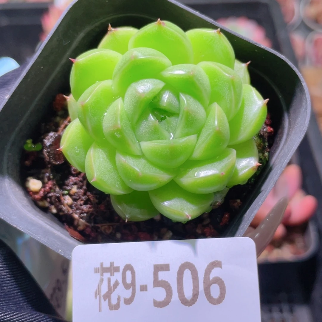 花利美9-506麦秆单头