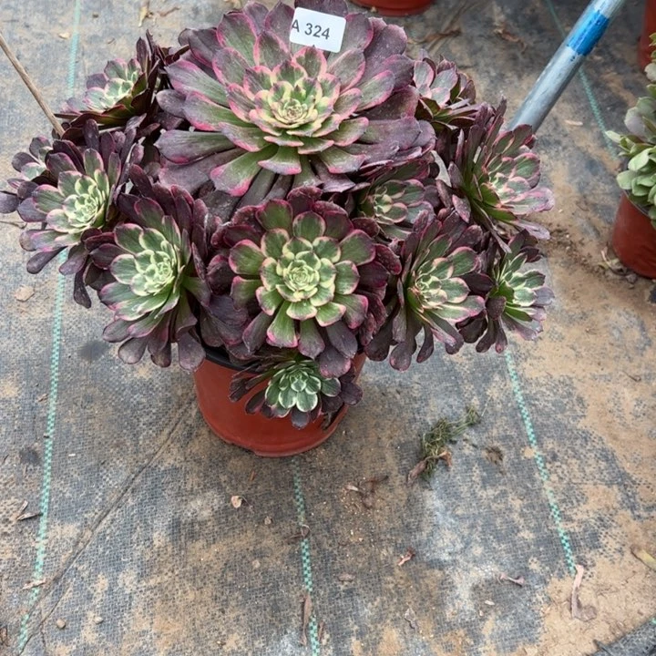 。****。324黑金刚多肉多肉多肉